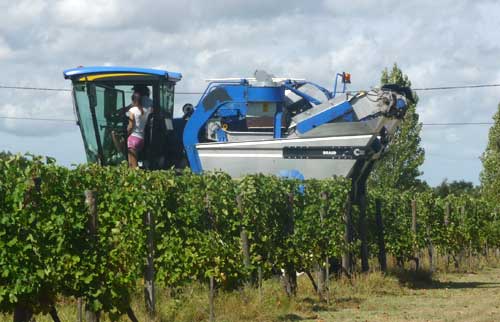 Vineyard Tours